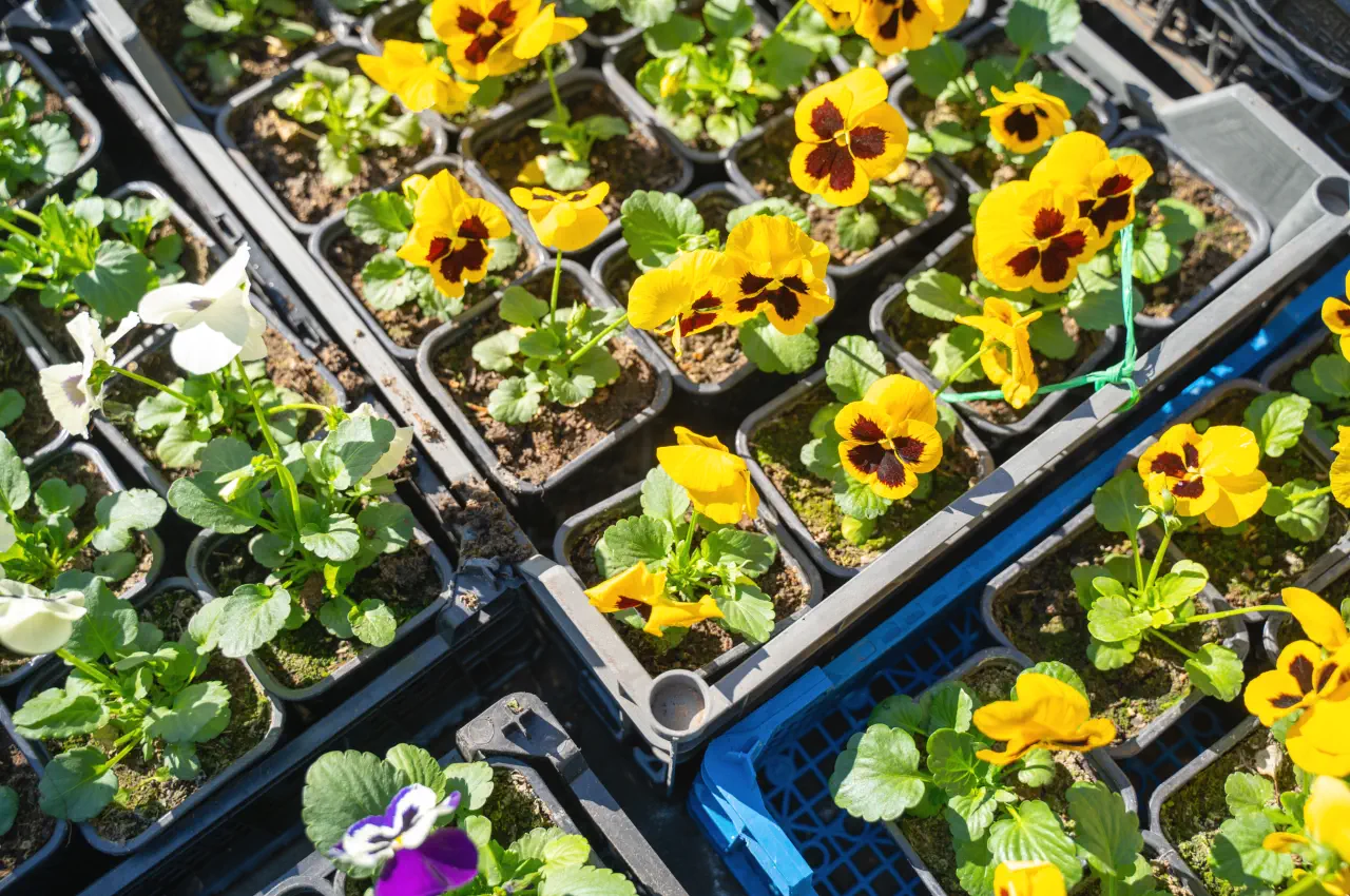 When to sow winter flowering pansy seeds GUIDE TO GROWING PANSIES